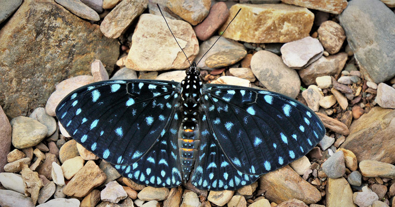 Starry Night Cracker. Hamadryas laodamia (Cramer, 1777). Caranavi, Yungas, Bolivia february 21, 2019. Photographer; Peter Mllmann