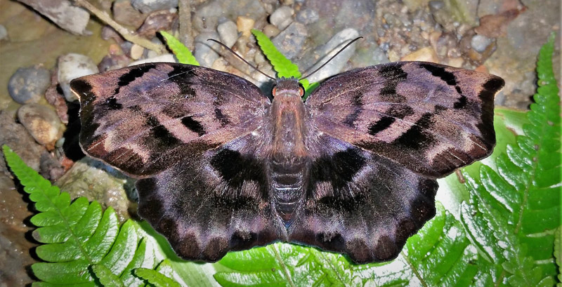 Giant Sicklewing, Achlyodes busirus ssp. heros (Ehrmann, 1909). Caranavi Highlands, Yungas, Bolivia  january 23, 2019. Photographer; Peter Mllmann