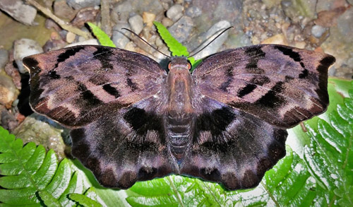 Anubis Sailor, Dynamine anubis (Hewitson, 1859). Caranavi Highlands, Yungas, Bolivia january 22, 2019. Photographer; Peter Møllmann