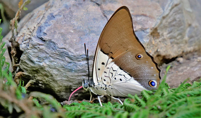 Least Prepona, Prepona dexamenus (Hopffer, 1874). Caranavi Highlands, Yungas, Bolivia  january 21, 2019. Photographer; Peter Mllmann