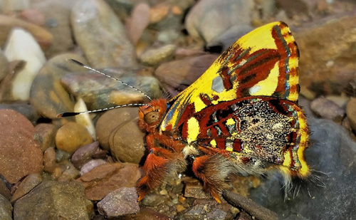 Principalis Jewelmark, Anteros principalis (Hopffer, 1874). Caranavi Highlands, Yungas, Bolivia january 28, 2019. Photographer; Peter Møllmann