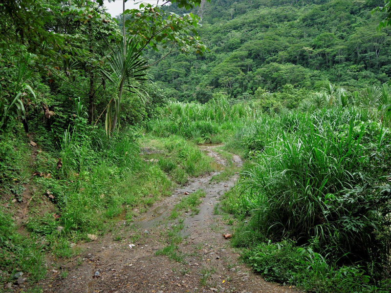 Mallacita, Caranavi, Yungas, Bolivia december 2, 2018. Photographer; Peter Mllmann