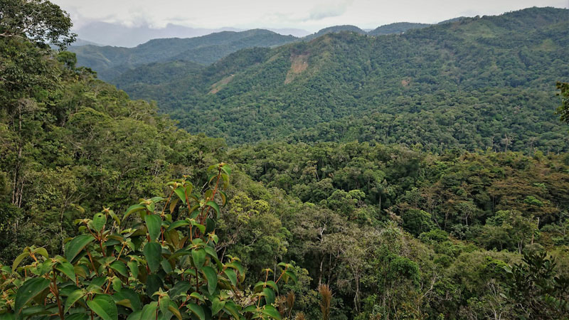 Caranavi Highlands, Yungas, Bolivia december 12, 2018. Photographer; Peter Mllmann