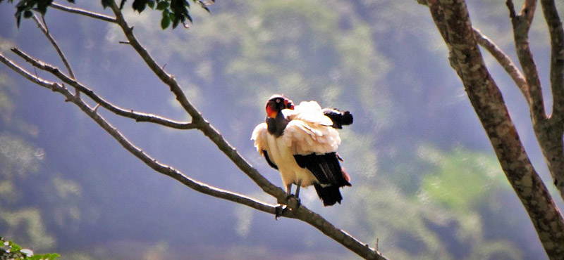 King Vulture, Sarcoramphus papa. Caranavi Highlands, Yungas, Bolivia january 17, 2019. Photographer; Peter Mllmann