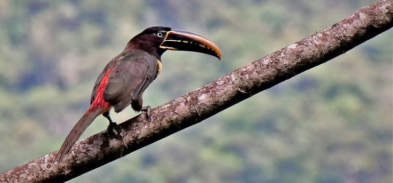 Chestnut-eared Araari, Pteroglossus castanotis. Rincon del tigre, Caranavi Highlands, Yungas, Bolivia january 18, 2019. Photographer; Peter Mllmann