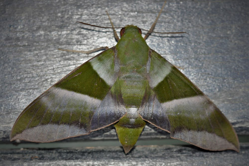 Oryba achemenides (Cramer, 1779) female.  Caranavi, Yungas, Bolivia december 20, 2018. Photographer; Peter Mllmann