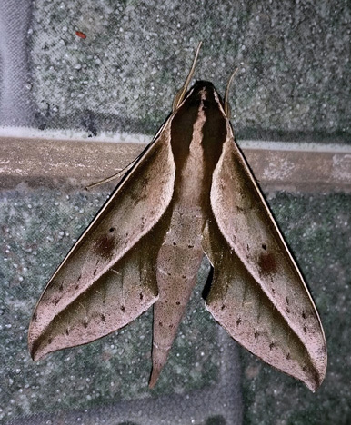  Xylophanes amadis  (Stoll, 1782).  Caranavi, Yungas, Bolivia december 3, 2018. Photographer; Peter Mllmann