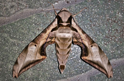 Protambulyx goeldii (Rothschild & Jordan, 1903).  Caranavi, Yungas, Bolivia december 22, 2018. Photographer; Peter Mllmann