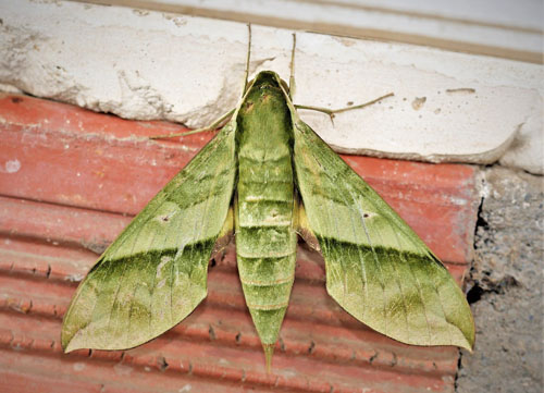 Xylophanes tyndarus (Boisduval, 1875).  Caranavi, Yungas, Bolivia december 17, 2018. Photographer; Peter Mllmann