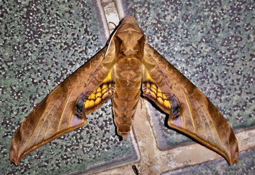 Protambulyx sulphurea (Rothschild, 1894).  Caranavi, Yungas, Bolivia december 17, 2018. Photographer; Peter Mllmann