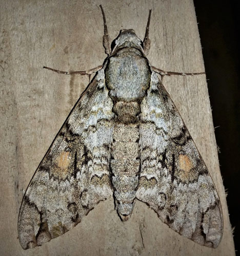 Manduca florestan (Cramer, 1782).  Caranavi, Yungas, Bolivia december 25, 2018. Photographer; Peter Mllmann