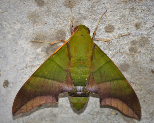 Oryba achemenides (Cramer, 1779) male.  Caranavi, Yungas, Bolivia december 20, 2018. Photographer; Peter Mllmann