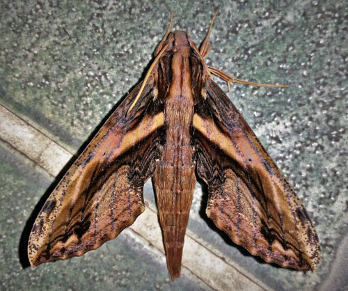 Xylophanes ceratomioides  (Grote & Robinson, 1868).  Caranavi, Yungas, Bolivia december 26, 2018. Photographer; Peter Mllmann