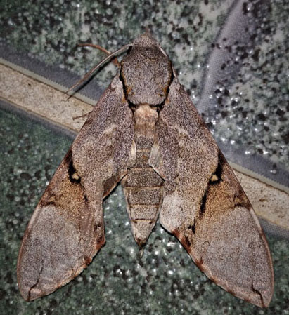 Manduca lefeburii (Guerin-Meneville, 1844).  Caranavi, Yungas, Bolivia december 23, 2018. Photographer; Peter Mllmann