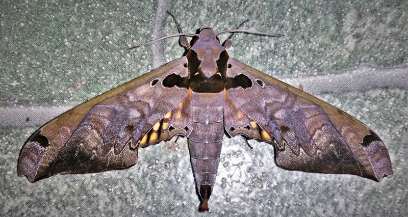 Adhemarius tigrina (R. Felder, 1874).  Caranavi, Yungas, Bolivia december 29, 2018. Photographer; Peter Mllmann