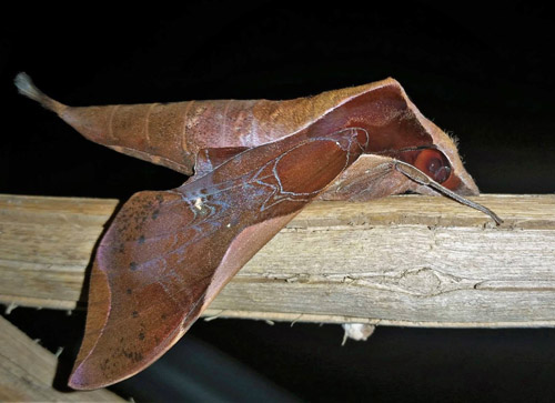 Fan-tailed Bark Moth, Callionima nomius (Walker, 1856).  Caranavi, Yungas, Bolivia december 19, 2018. Photographer; Peter Mllmann