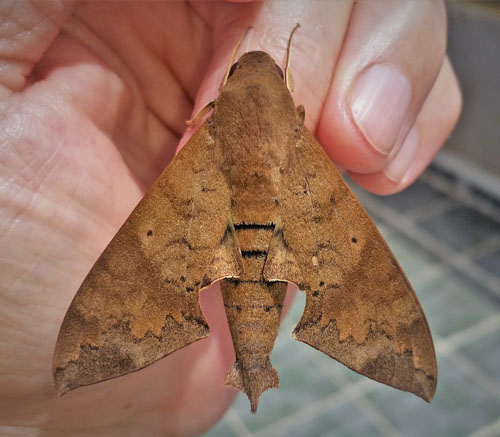 Pachylioides resumens (Walker, 1856).  Caranavi, Yungas, Bolivia december 23, 2018. Photographer; Peter Mllmann