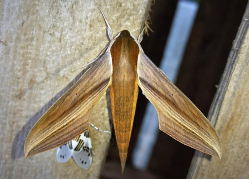 Xylophanes tersa (Linnaeus, 1771). Caranavi, Yungas, Bolivia december 19, 2018. Photographer; Peter Mllmann