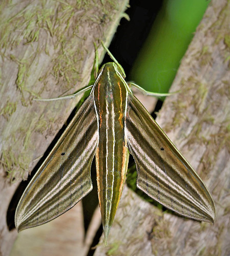 Striped Olive Hawk, Xylophanes titana (Druce, 1878).  Caranavi, Yungas, Bolivia december 7, 2018. Photographer; Peter Mllmann