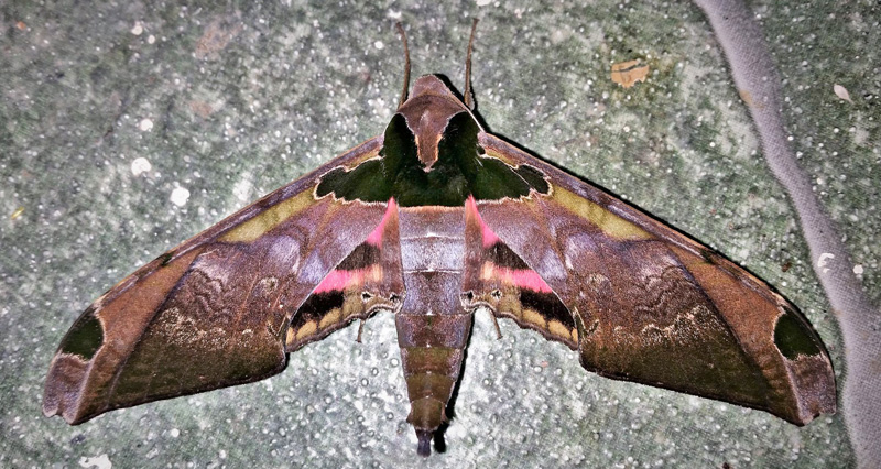 Adhemarius ypsilon (Rothschild & Jordan, 1903). Caranavi, Yungas, Bolivia february 1, 2019. Photographer; Peter Mllmann