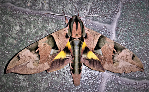 Eumorpha capronnieri (Boisduval, 1875).  Caranavi, Yungas, Bolivia january 24, 2019. Photographer; Peter Møllmann