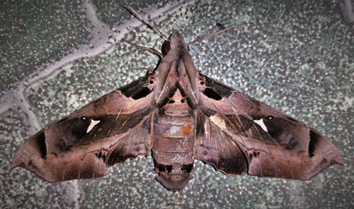 Pluto Sphinx, Madoryx plutonius (Hbner, 1819) female.  Caranavi, Yungas, Bolivia january 7, 2019. Photographer; Peter Mllmann