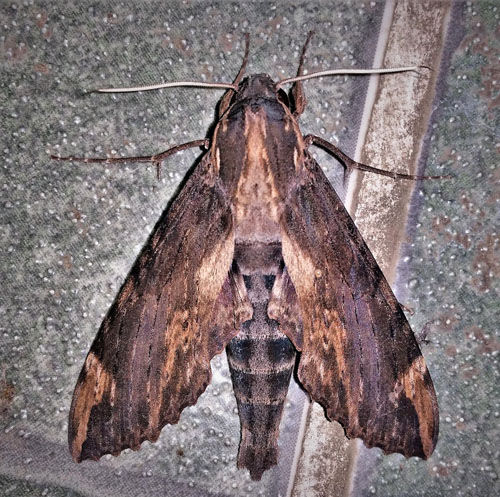 Lassaux's sphinx, Erinnyis lassauxii (Boisduval, 1859)?  Caranavi, Yungas, Bolivia january 2, 2019. Photographer; Peter Mllmann