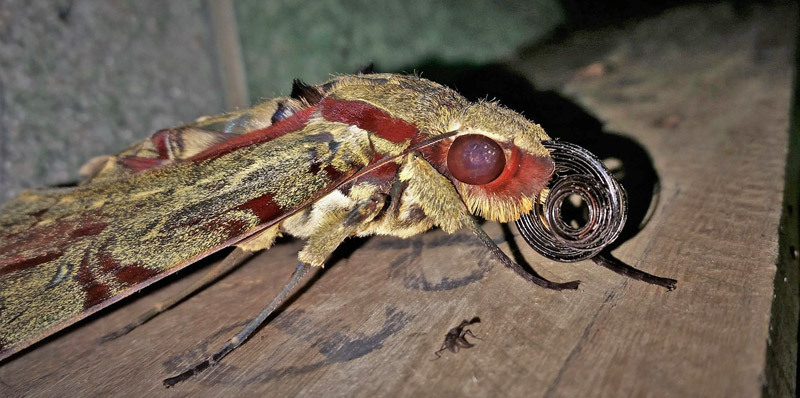 Long Proboscis Hawkmoth, Amphimoea walkeri (Boisduval, 1875). Caranavi, Yungas, Bolivia february 24, 2019. Photographer; Peter Mllmann