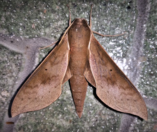 Porcu Sphinx Moth, Xylophanes porcus (Hbner, 1823). Caranavi, Yungas, Bolivia january 7, 2019. Photographer; Peter Mllmann