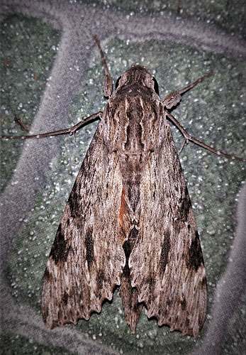 Oleander Sphinx Moth, Erinnyis oenotrus (Cramer, 1782). Caranavi, Yungas, Bolivia january 4, 2019. Photographer; Peter Mllmann