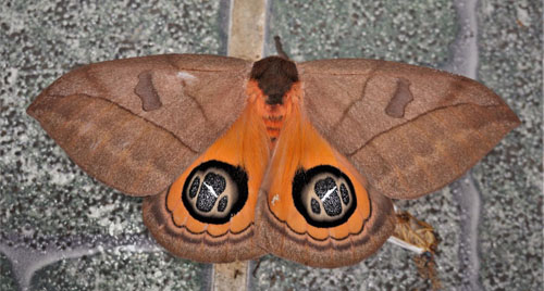 Bullseye Moth, Automeris liberia (Cramer, 1780). Caranavi, Yungas, Bolivia december 13, 2018. Photographer; Peter Mllmann