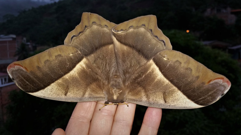 Arsenura rebeli (Gschwandner, 1920). Caranavi, Yungas, Bolivia december 18, 2018. Photographer; Peter Mllmann