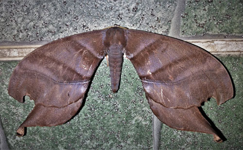 Maybe a Paradaemonia platydesmia (Rothschild 1907)?  Caranavi, Yungas, Bolivia december 13, 2018. Photographer; Peter Møllmann