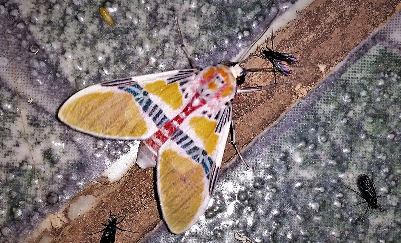 Clown Face Tiger Moth, Idalus herois (Schaus, 1889) Family: Erebidae. Caranavi, Yungas, Bolivia january 2, 2019. Photographer; Peter Mllmann