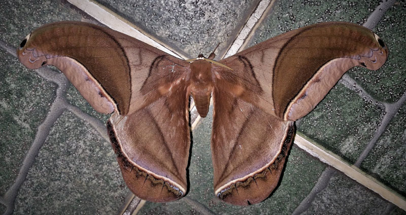 Rhescynthis hippodamia (Cramer 1777). Caranavi, Yungas, Bolivia february 8, 2019. Photographer; Peter Mllmann