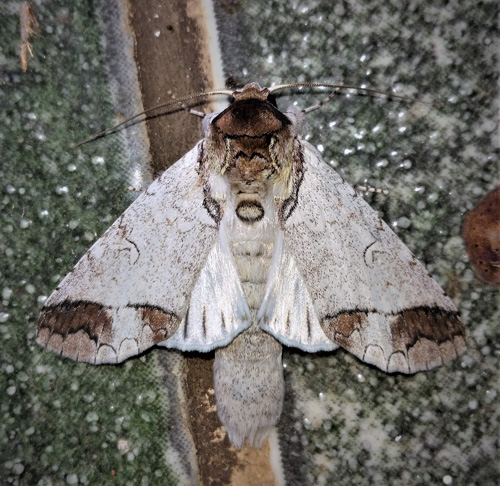 Rifargia lineata (Druce, 1887). Familie: Notodontidae.Caranavi, Yungas, Bolivia february 3, 2019. Photographer; Peter Mllmann