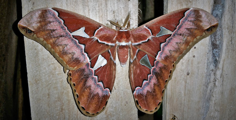 Orizaba Silkmoth, Rothschildia orizaba (Westwood 1854). Caranavi, Yungas, Bolivia january 24, 2019. Photographer; Peter Mllmann