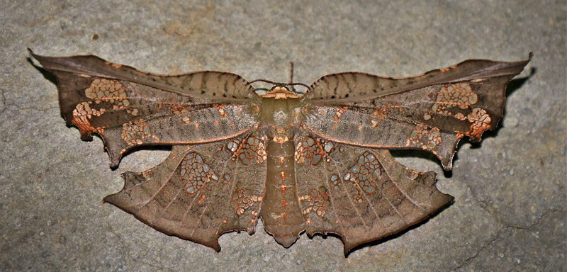 Draconia species. Thyrididae fam. Caranavi, Yungas, Bolivia december 2, 2018. Photographer; Peter Mllmann