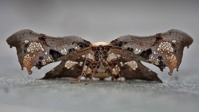 Draconia species. Thyrididae fam. Caranavi, Yungas, Bolivia december 3, 2018. Photographer; Peter Mllmann