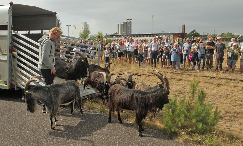 Rdbyhavn Rangerterrn, Lolland d. 19 august 2018. Fotograf; Lars Andersen