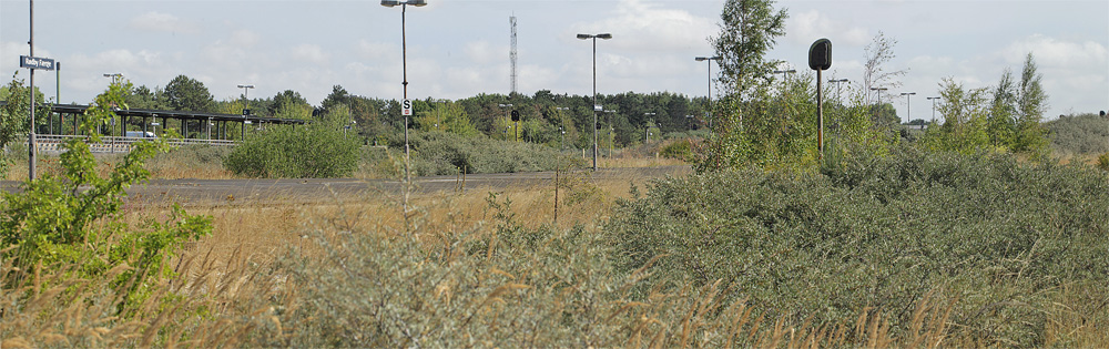 Rødbyhavn Rangerterræn, Lolland d. 1 august 2018. Fotograf; Lars Andersen