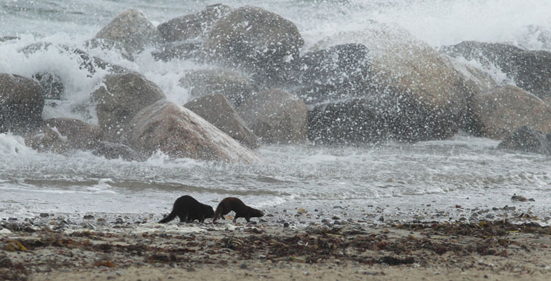 Stormvejr p nordkysten. Gilleleje Strand, Nordsjlland d. 5 august 2018. Fotograf; Lars Andersen