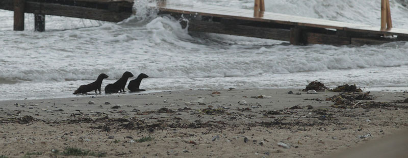 Stormvejr p nordkysten. Gilleleje Strand, Nordsjlland d. 5 august 2018. Fotograf; Lars Andersen