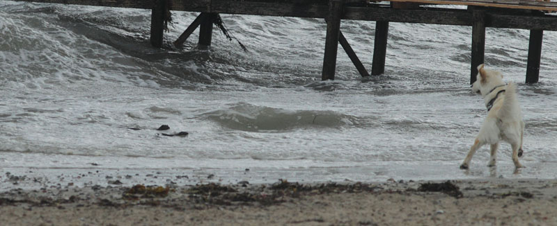 Stormvejr p nordkysten. Gilleleje Strand, Nordsjlland d. 5 august 2018. Fotograf; Lars Andersen