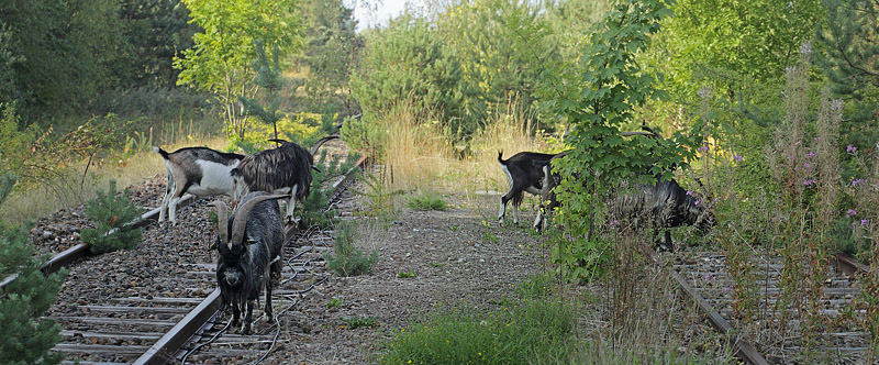 Geder, dansk landrace. Rdbyhavn Rangerterrn, Lolland d. 5 september 2018. Fotograf; Lars Andersen