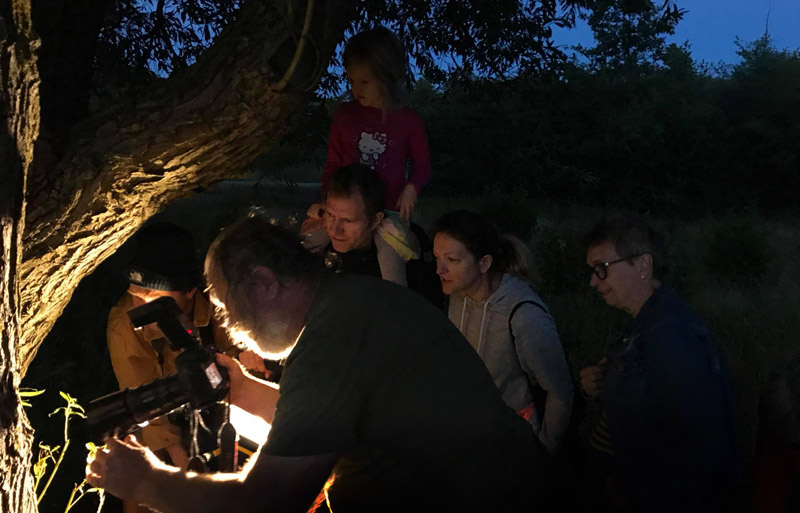 Lyslokning med Amager Flleds Venner p Amager Flled, Amager d. 6 juli kl. 21:00. Fotograf; Frej Schmedes