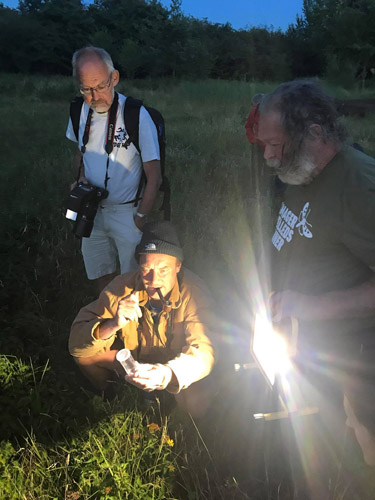 Lyslokning med Amager Flleds Venner p Amager Flled, Amager d. 6 juli kl. 21:00. Fotograf; Frej Schmedes