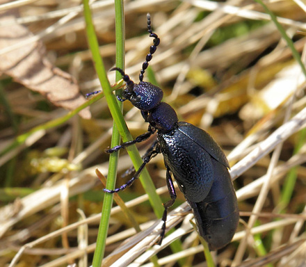 Hvidbrystet Jordbi, Andrena vaga og Viftevinge, Stylops melittae.  Pinseskoven, Amager, Danmark d. 4 april 2018. Fotograf; Lars Andersen