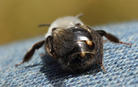 Hvidbrystet Jordbi, Andrena vaga og Viftevinge, Stylops melittae.  Pinseskoven, Amager, Danmark d. 4 april 2018. Fotograf; Lars Andersen