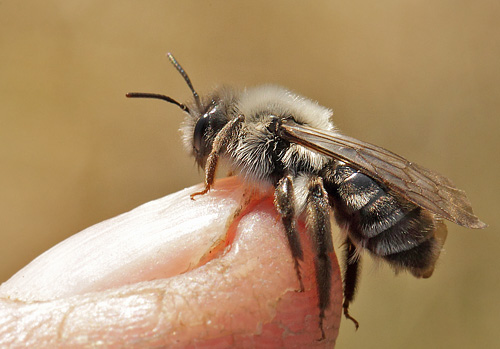 Hvidbrystet Jordbi, Andrena vaga og Viftevinge, Stylops melittae.  Pinseskoven, Amager, Danmark d. 4 april 2018. Fotograf; Lars Andersen